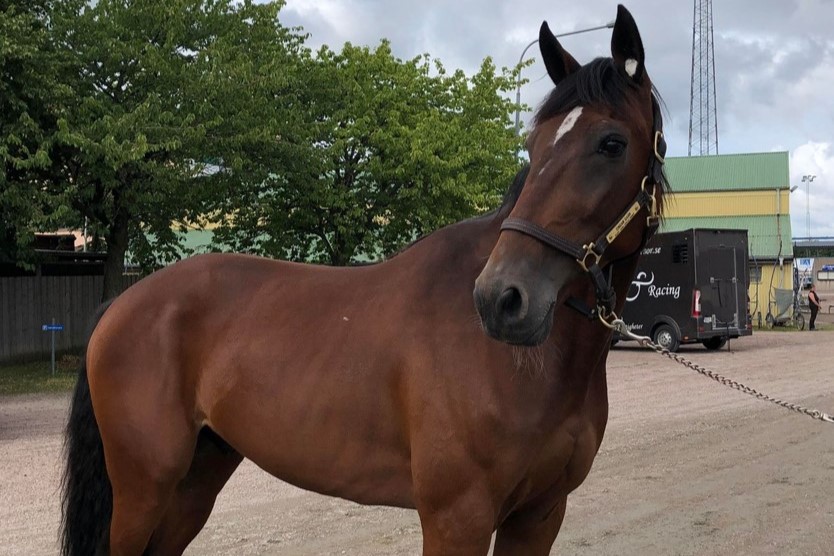 Ny hest hentet p� Sveriges derbybane