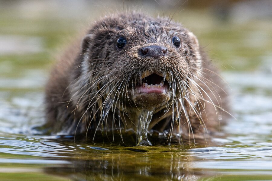 Odderen er i fremgang