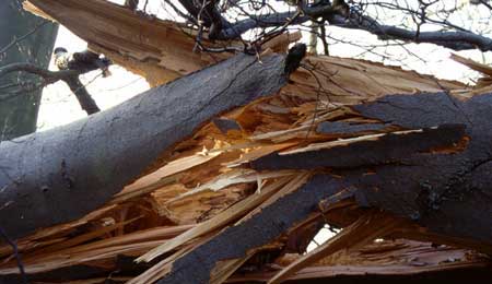 Meldinger om v�ltede tr�er