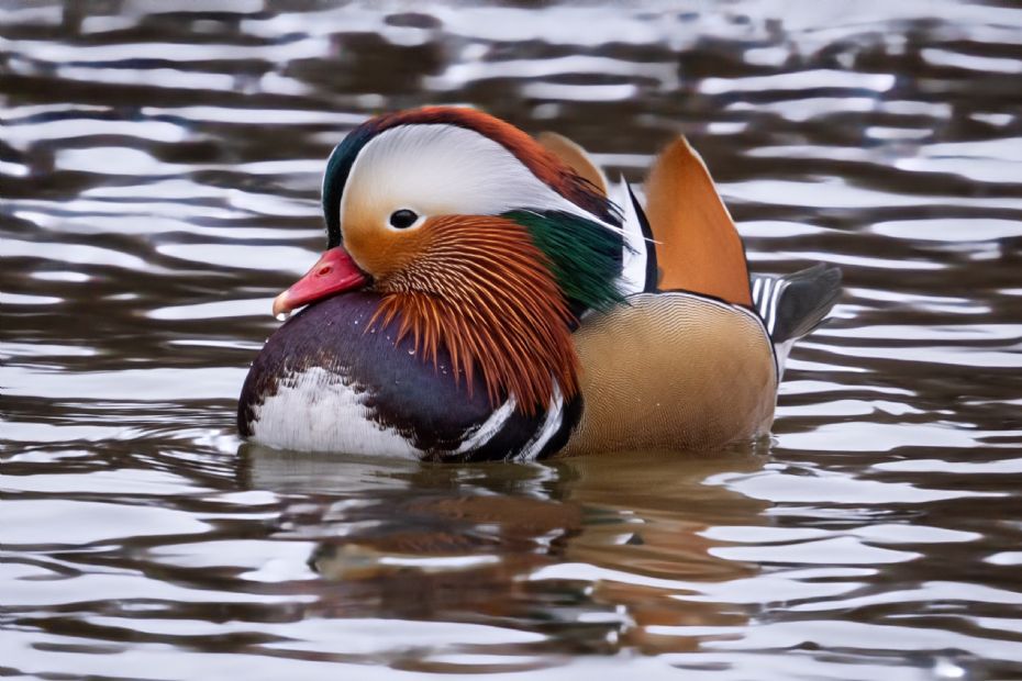 Sj�lden Mandarinand spottet i Nex�