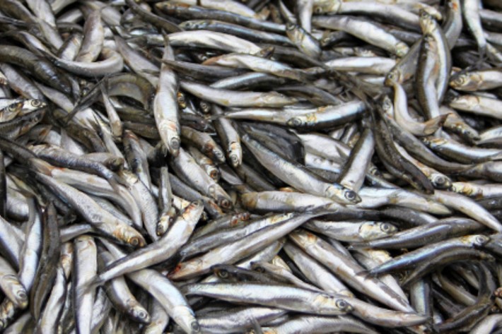 Der blev landet brisling for 35 mio. kr. i Nex�