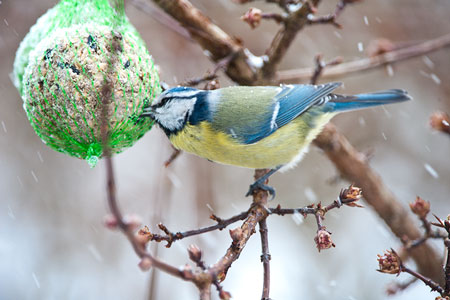 Nyt isd�gn venter Bornholm