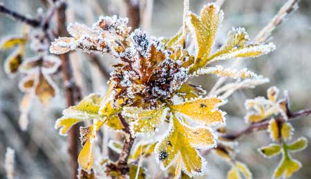 Kold morgen i Nex�