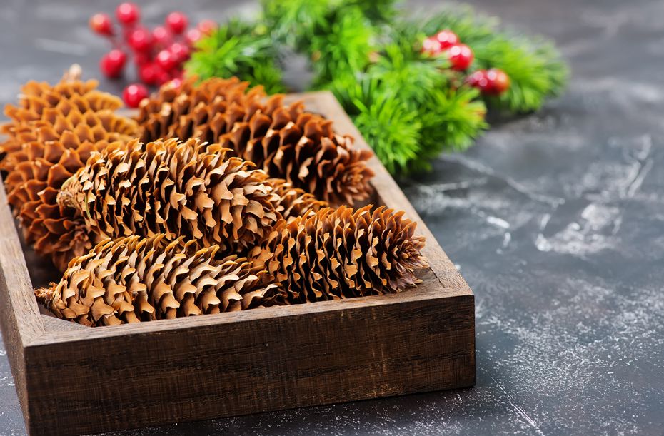 Bornholms skove er skatkammer til julens dekorationer