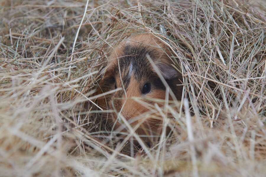 Kvinde d�mt for at efterlade marsvin uden omsorg