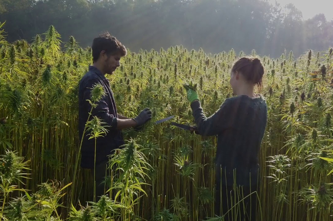 Overskud p� hamp vendt til underskud