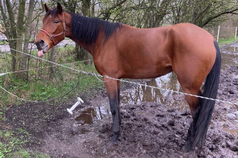 Ny hest til N�rregaard