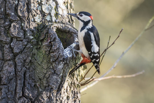 Insekterne hopper p� limpinden