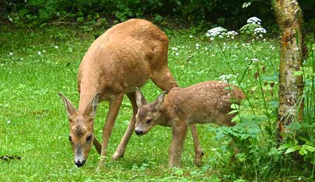 Flere r�dyr �ger risikoen for fl�tbid