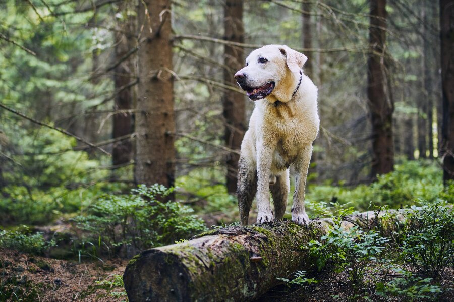 Retten skal afg�re b�dekrav for l�s hund