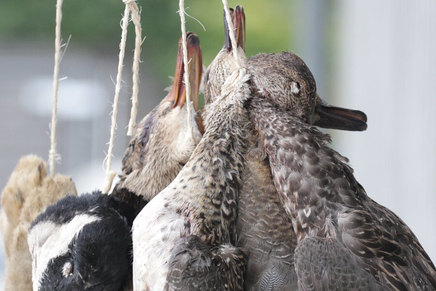 Vildtet skal h�nge for smagens skyld