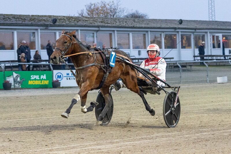 Ny travhest på vej til Bornholm