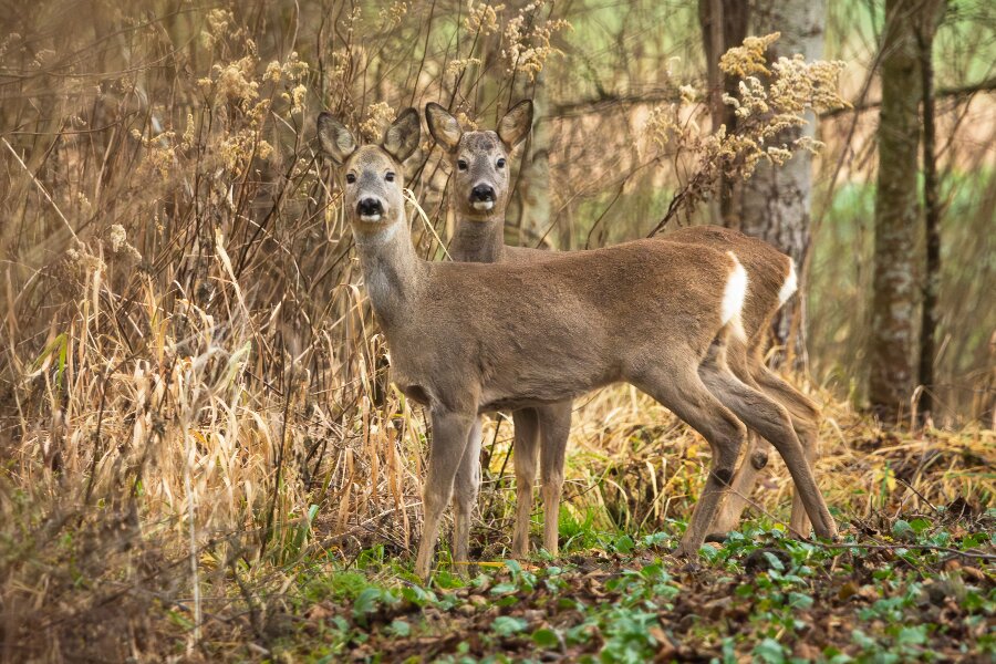 Rådyrjagt og naturens særlige rytme
