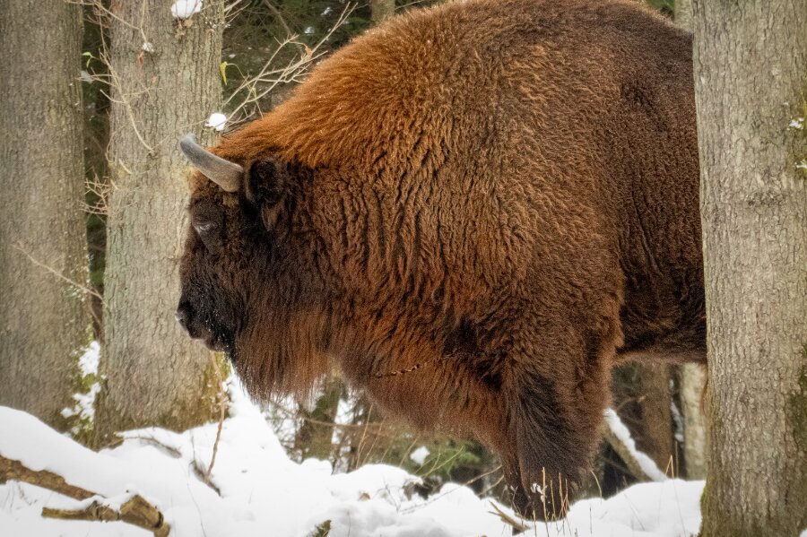 Bisonerne f�r n�dfoder ved h�rd vinter