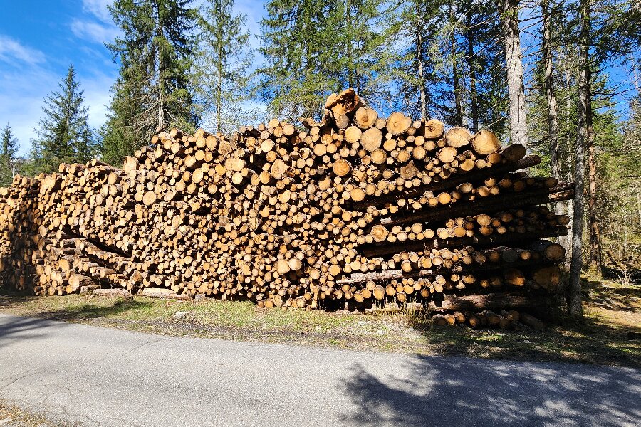 DN Bornholm bekymret over hård skovdrift