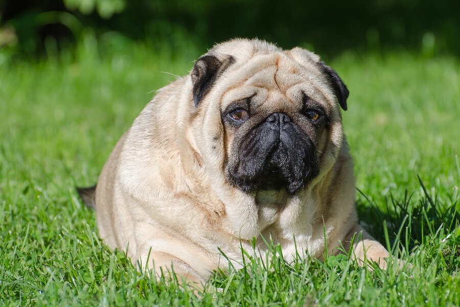 Hver anden hund vejer for meget