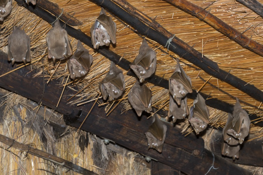 Bornholmske husejere kan f� uventede g�ster