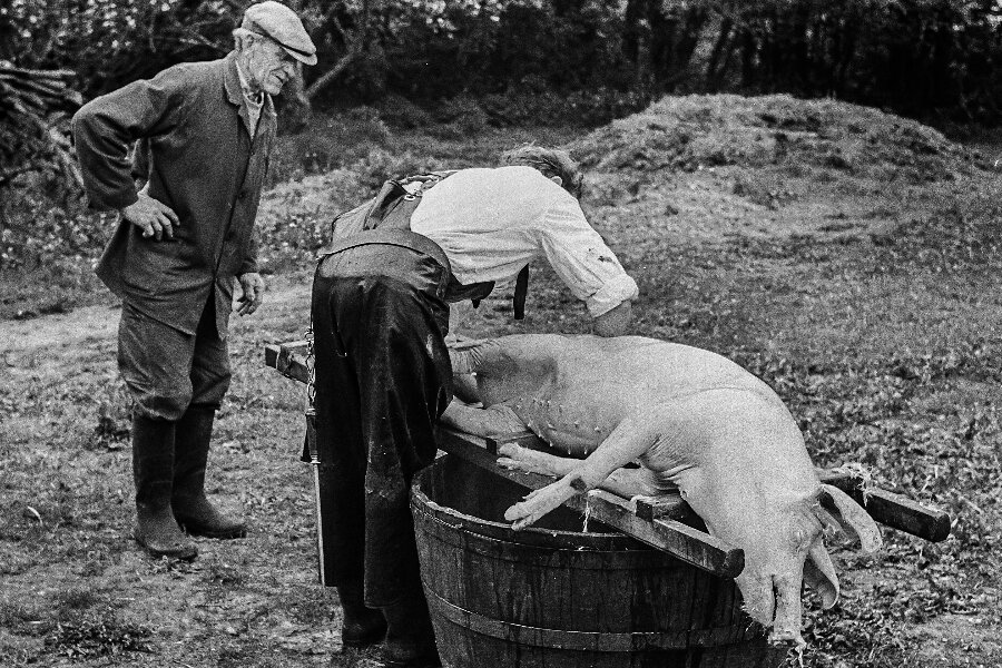 November var slagtem�ned p� Bornholm