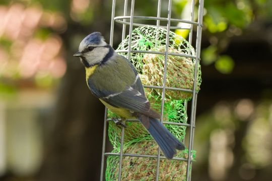 Fjern nettet fra mejsekuglerne