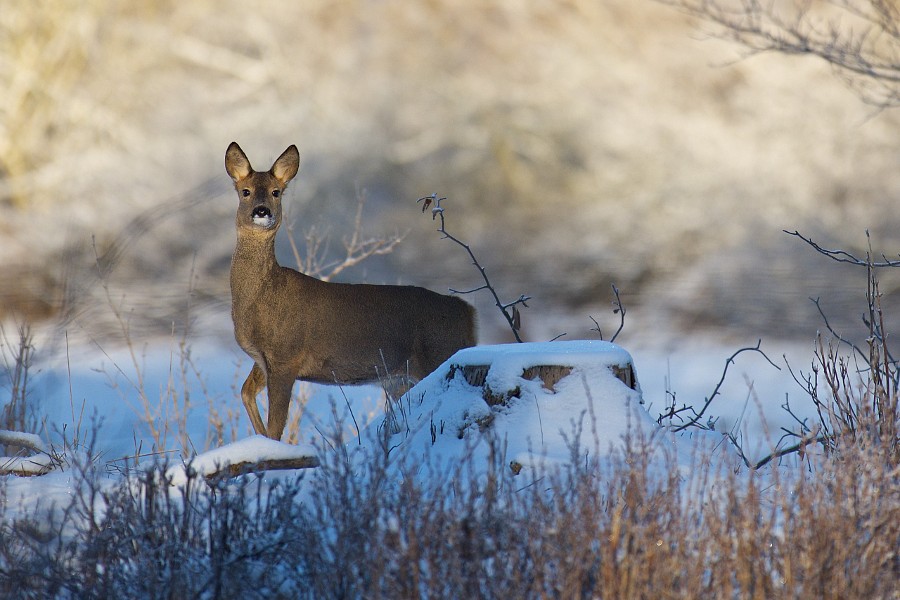 Sne afsl�rer masser af r�dyrspor