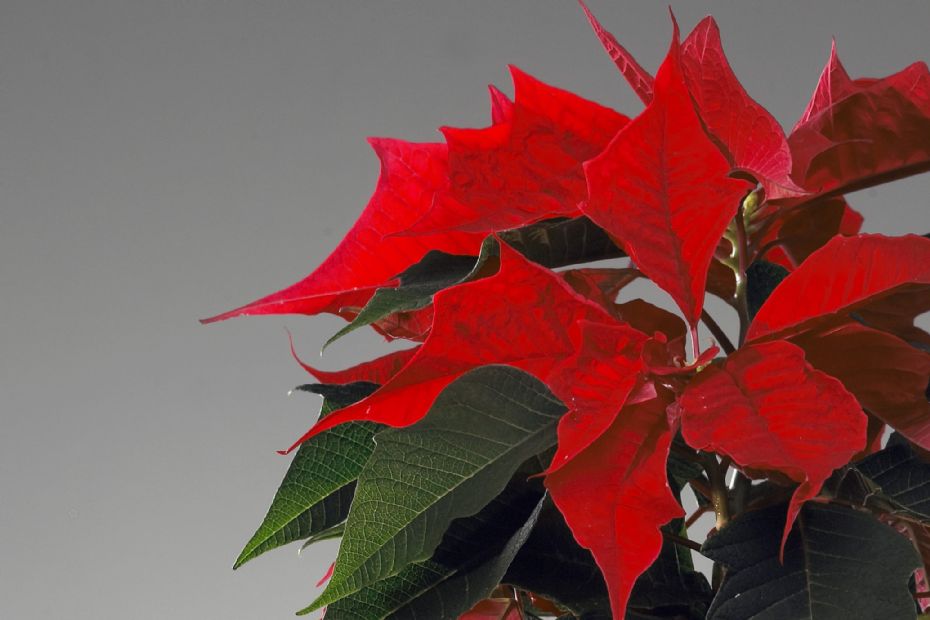 Stjernen � et af julens st�rkeste symboler