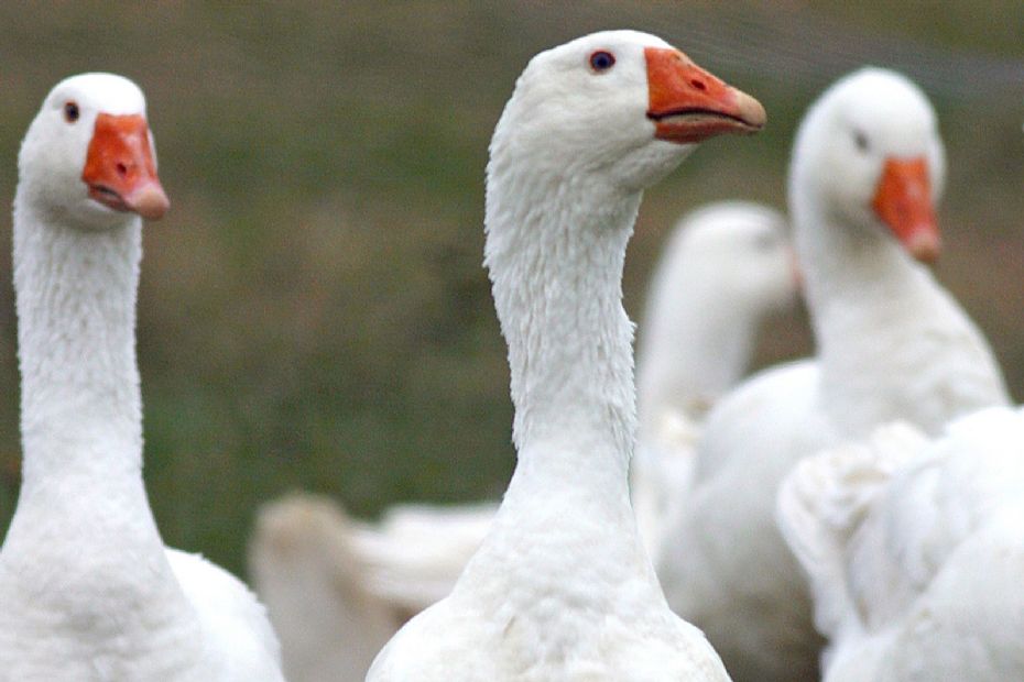 Mortensaften har (m�ske) baggrund i en 1700 �r gammel begivenhed