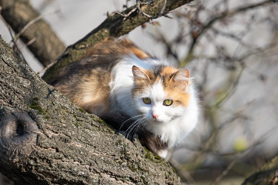 Fodr ikke ejerl�se katte uden at tage ansvar