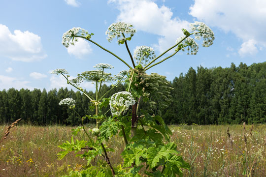 K�mpebj�rneklo skal v�re v�k i 2038