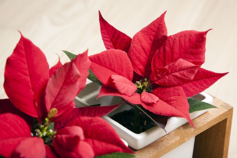 Ingen julepynt er smukkere end blomster