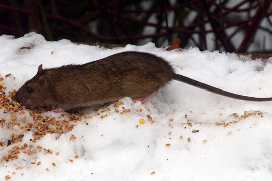 V�r opm�rksom p� rotter ved fuglefodring