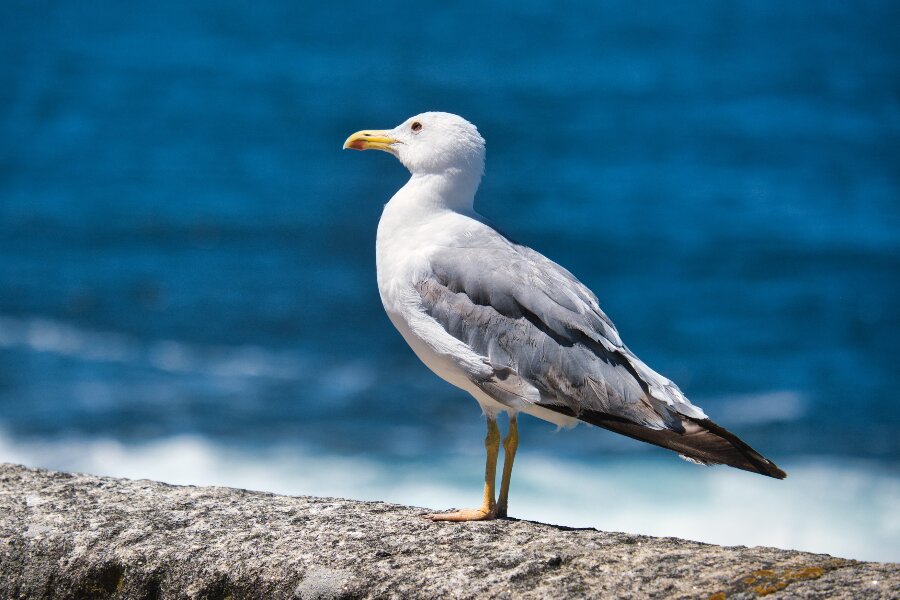 Naturens elegante vindbrydere