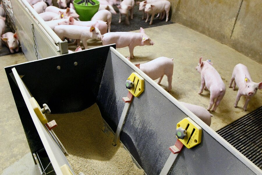 Ny fabrik skal producere b�redygtigt protein til grisefoder