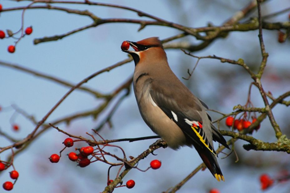 St�rene kan v�re silkehaler