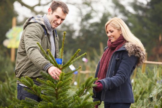 S�dan finder du det perfekte juletr�