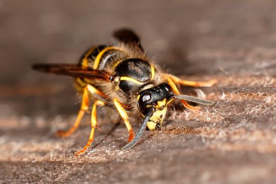 Hvepsene er overalt � og de stikker igen