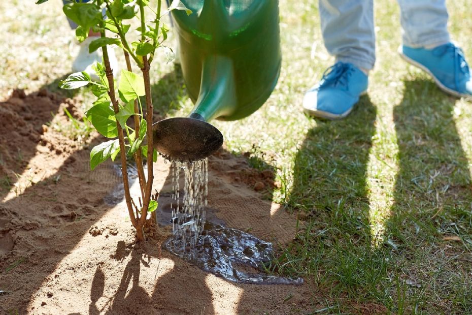 August er ogs� plantetid