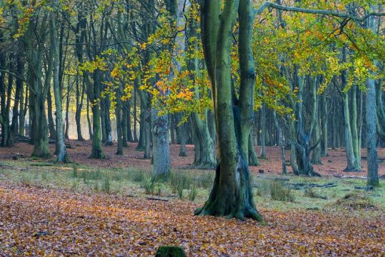 Efter�ret banker p� d�ren