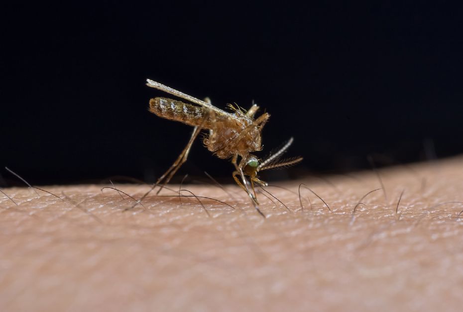 Det er hunmyggene, der er de store skurke