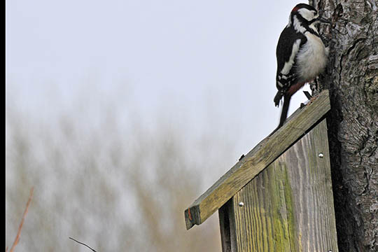 S�dan beskyttes fuglekassen mod sp�tten