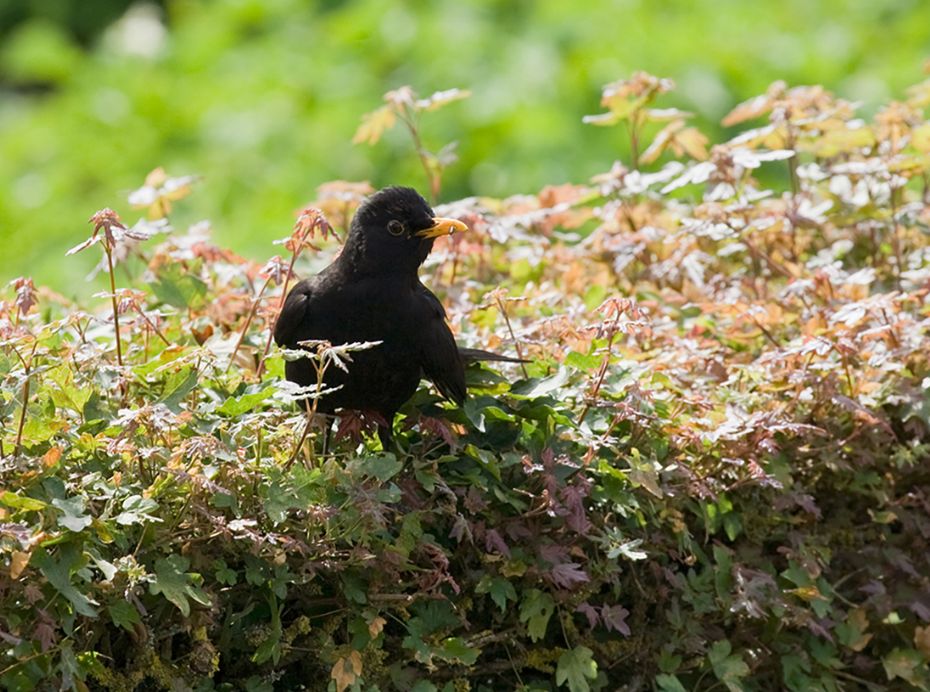 Vilde dyr rykker ind i byerne
