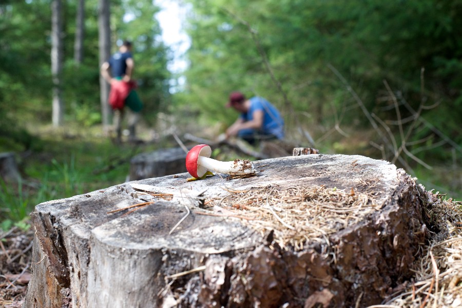 Kend de svampe du plukker