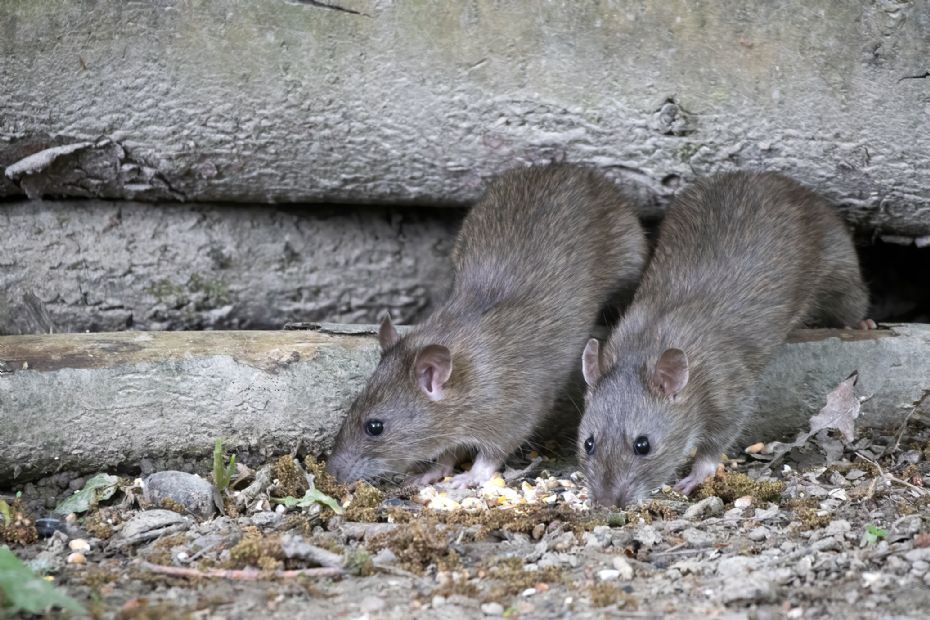 Rotterne kan lide n�r det roder i haven