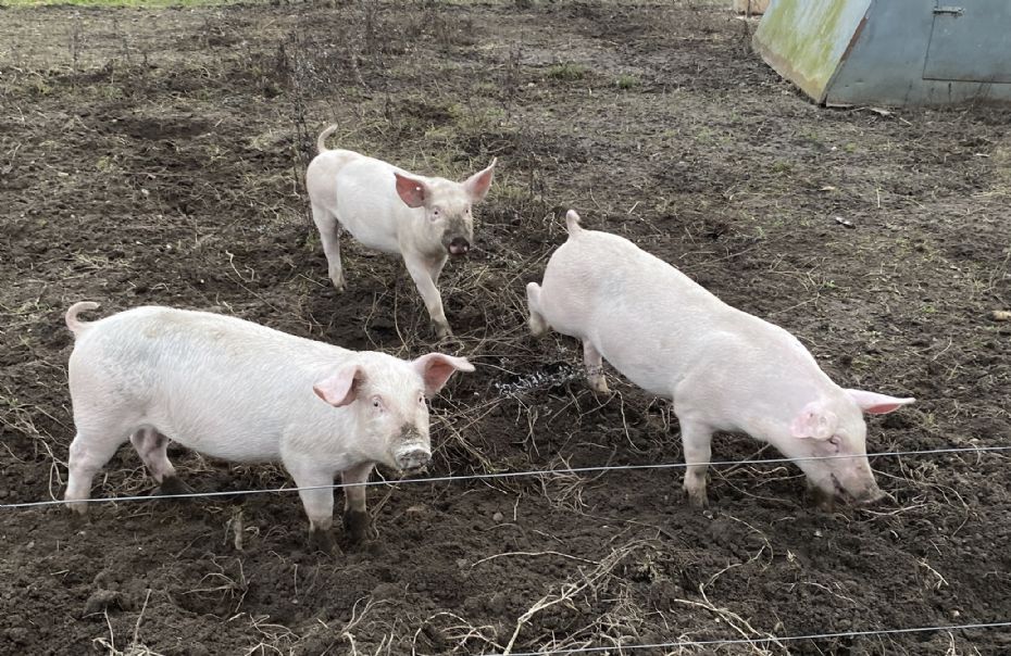 Livet p� landet og dyrehold