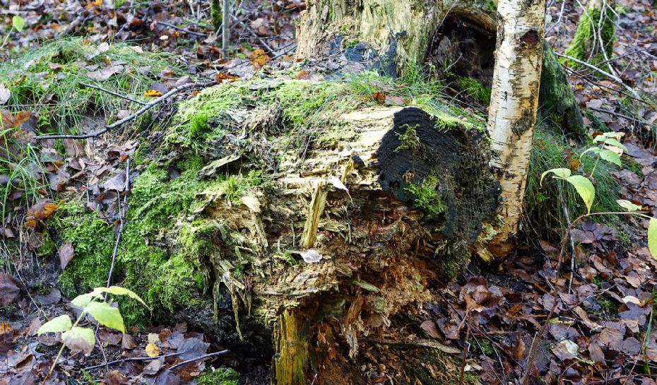 Mere biodiversitet i de danske skove