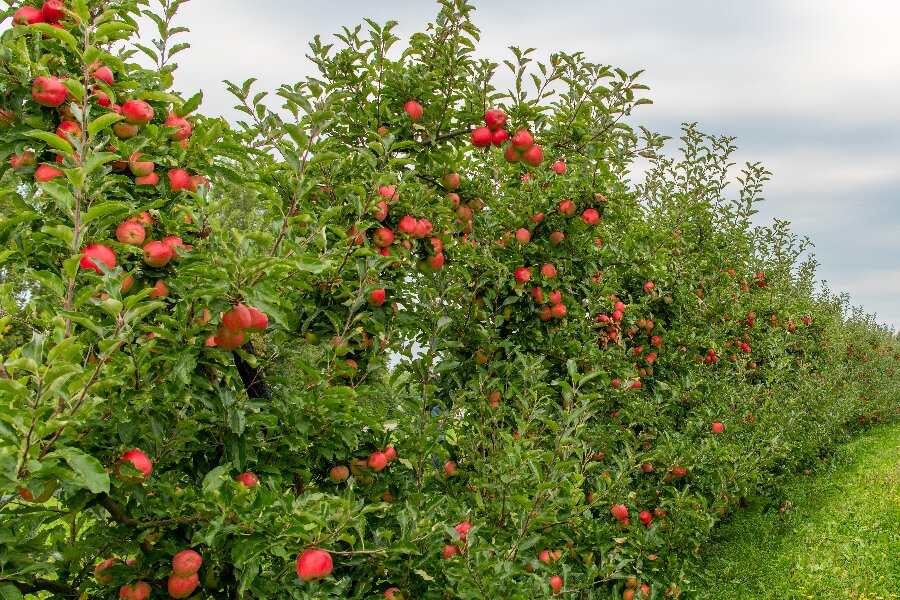 Det Regenerative Akademi åbner ved Svaneke