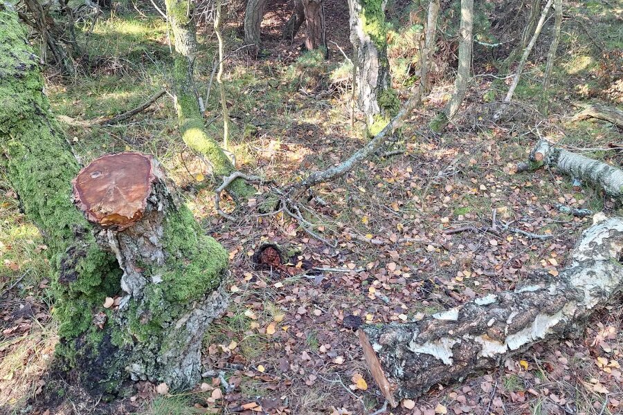 Ulovlig træfældning i Blykobbe Plantage