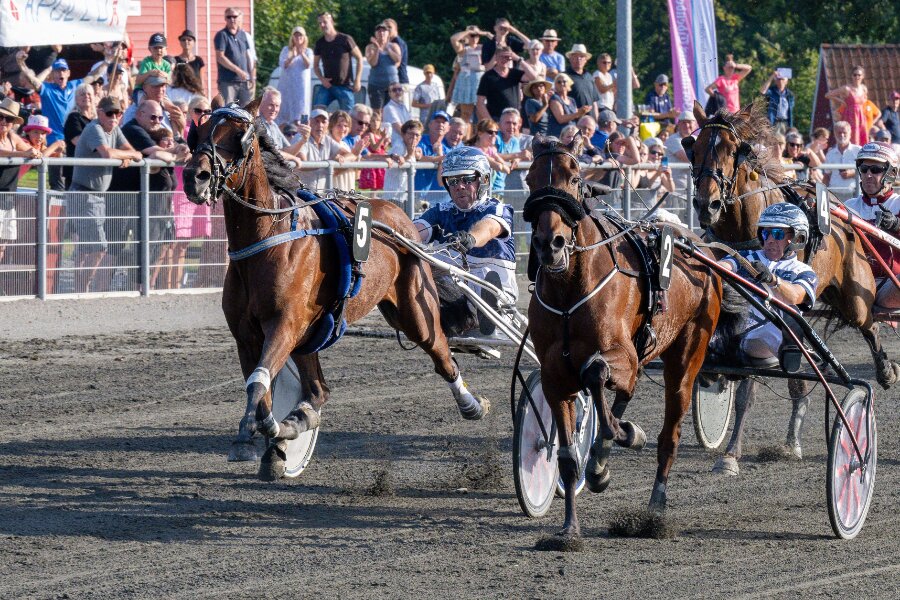 10 heste klar til BM-revanchen