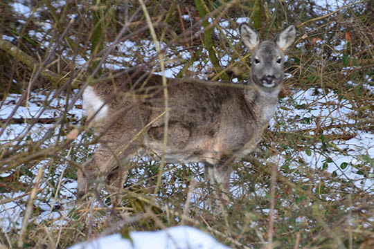 Buttede r�dyr i vinterpels p� Bornholm