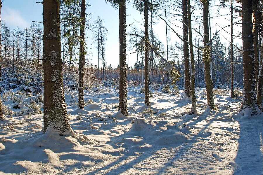 Pas p� i skoven efter vinterstorme