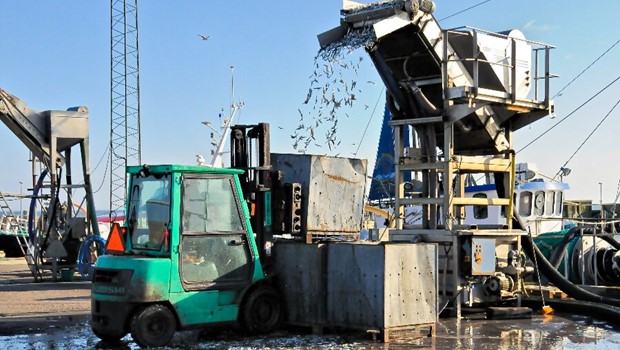 Tirsdag 13-1-26 - 02:59 Polske fiskere dropper landinger i Nex� Havn